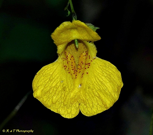 {Impatiens pallida}
